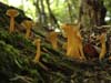 cantharellus xanthopus