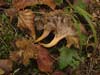 cantharellus xanthopus