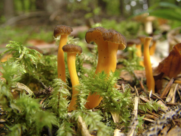 Craterellus lutescens