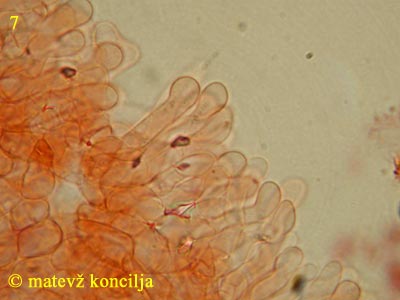 Panaeolus papilionaceus var. capitatocystis - Cheilozystiden