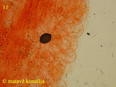 Panaeolus papilionaceus var. capitatocystis - koica klobuka
