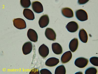 Panaeolus papilionaceus var. capitatocystis - Sporen