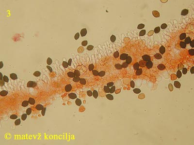 Panaeolus papilionaceus var. capitatocystis - Lamellenschneide