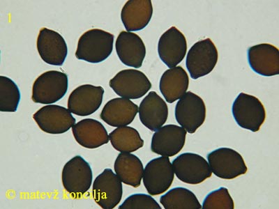 Panaeolus papilionaceus var. capitatocystis - Sporen
