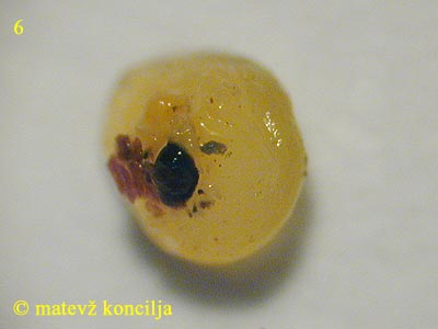 Dacrymyces capitatus - Fruchtkörper