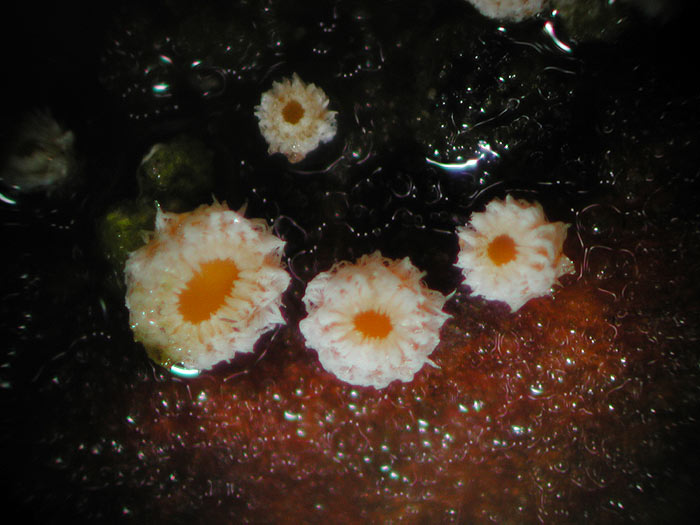 Capitotricha bicolor