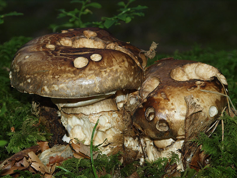 Catathelasma imperiale - Wurzel-Möhrling