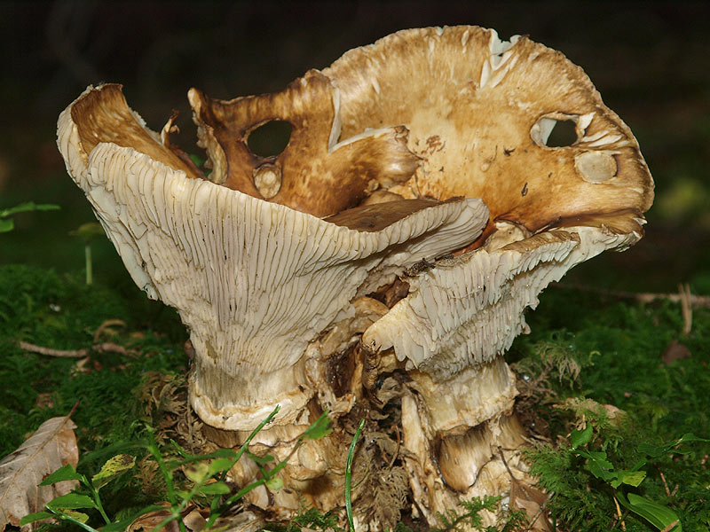 Catathelasma imperiale - kolobarna dvovenčnica