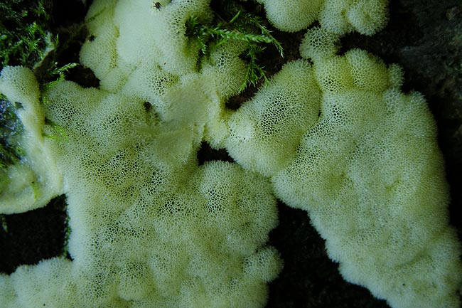 ceratiomyxa porioides