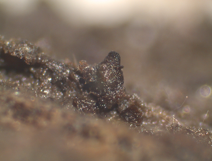 Cercophora brevifila