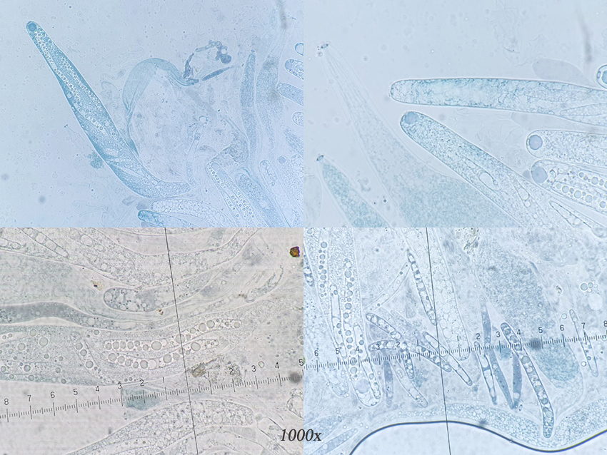 Cercophora brevifila