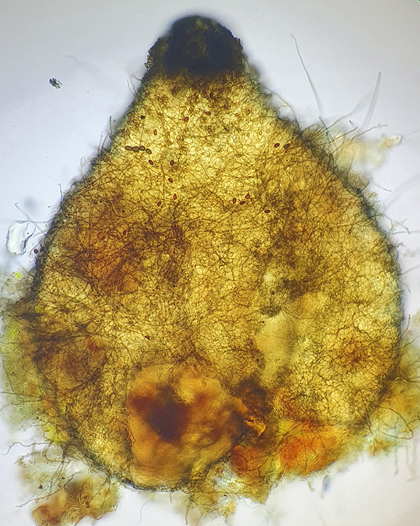 Cercophora brevifila
