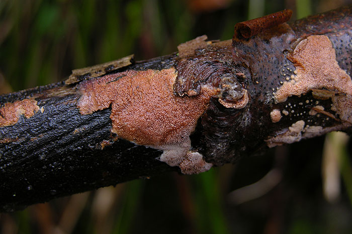 Ceriporia purpurea