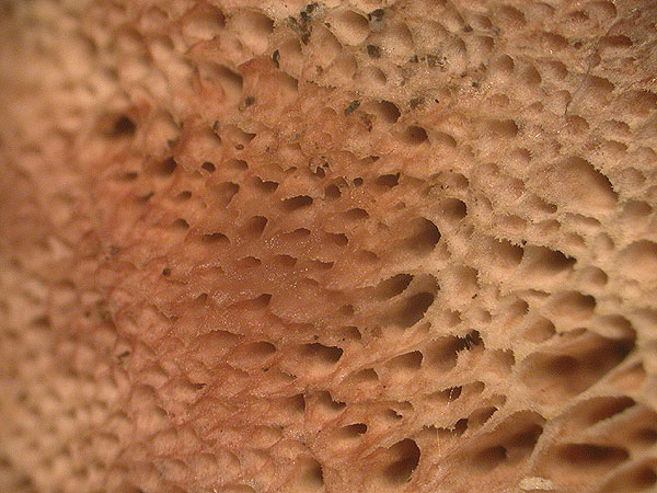 Ceriporia purpurea