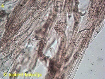 Inocybe cervicolor - HDS