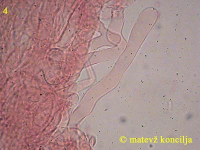 inocybe cervicolor - kaulocistide