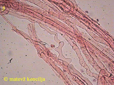 inocybe cervicolor - hife na betu