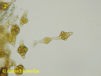 Phragmotrichum chailletii - Konidien