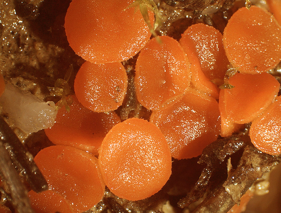 Cheilymenia crucipila