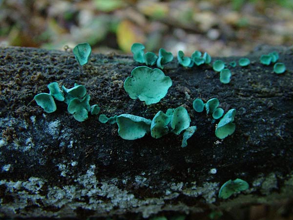 chlorociboria aeruginascens