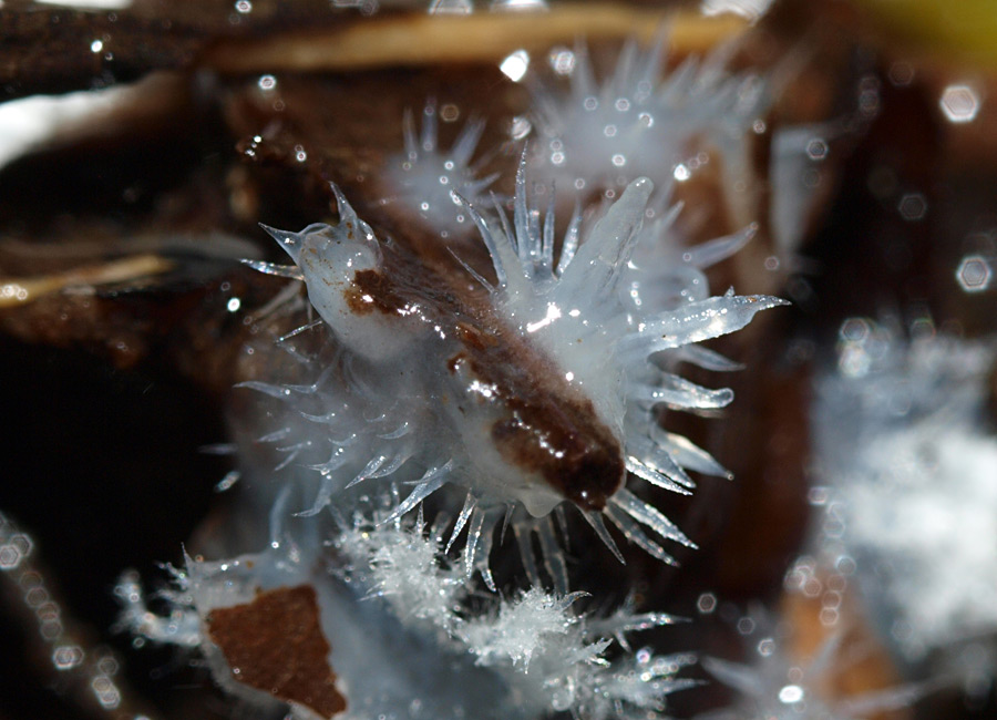 Chromelosporium carneum