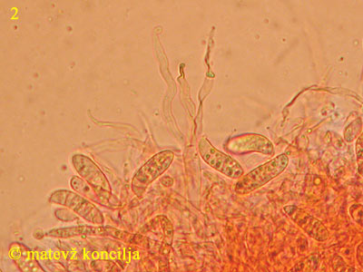 Dacrymyces chrysospermus