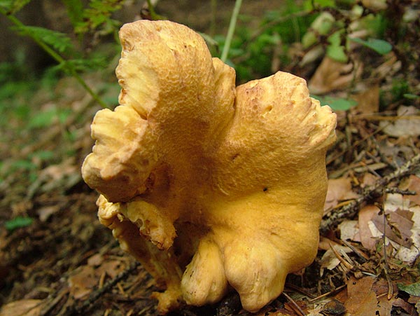 Cantharellus amethysteus