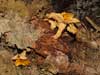 cantharellus cibarius