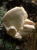 creolophus cirrhatus