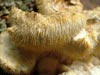 creolophus cirrhatus