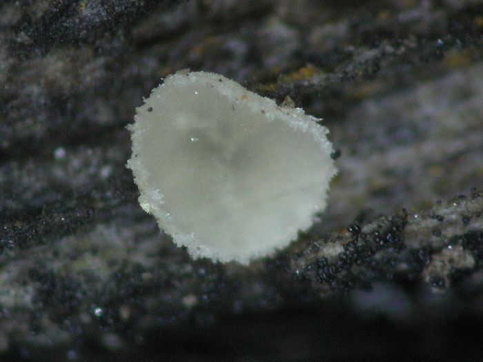 Cistella dentata