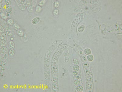 Hypocrea citrina - aski