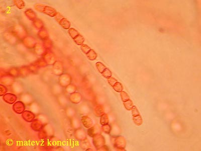 hypocrea citrina - trosi