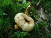 scleroderma citrinum
