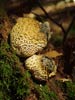 scleroderma citrinum