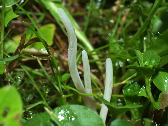 Clavaria acuta - Weißes Spitzkeulchen