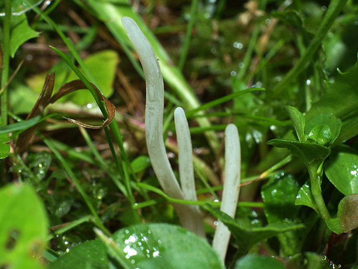 Clavaria falcata - zašiljena kijevka