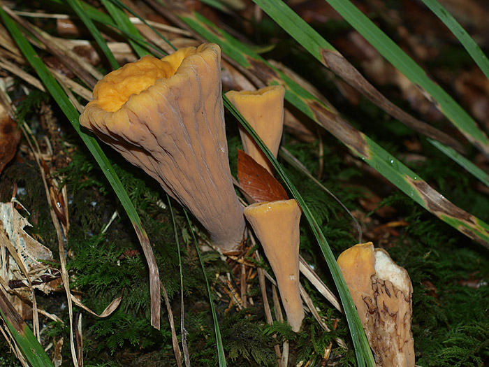 Clavariadelphus truncatus - Abgestutzte Keule