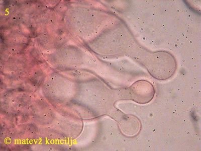 galerina clavata - kajlocistide