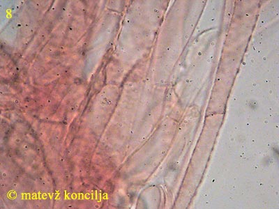 galerina clavata - koica klobuka