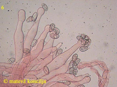 galerina clavata - kaulocistide