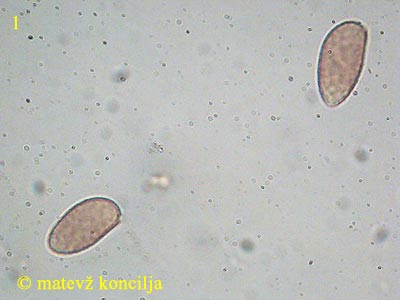 galerina clavata - trosi