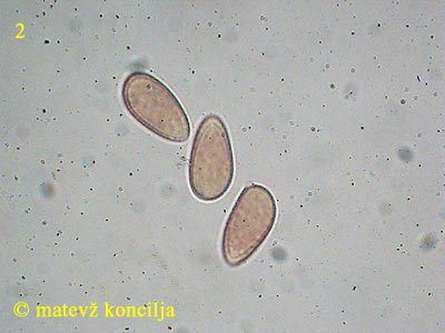 galerina clavata - trosi