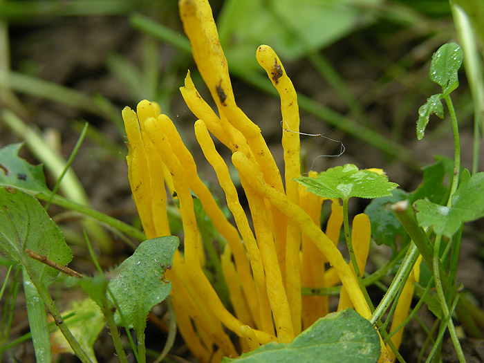 Clavulinopsis helvola - Goldgelbe Wiesenkeule