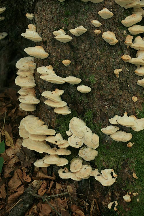 Climacocystis borealis - Nordischer Porling