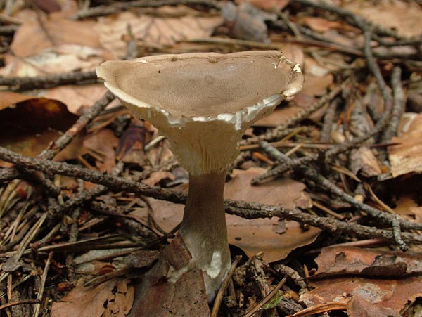 clitocybe clavipes