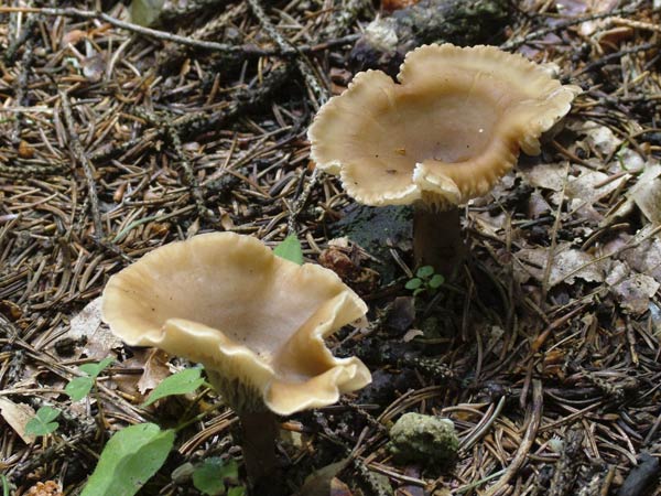 clitocybe costata