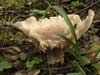 clitocybe nebularis