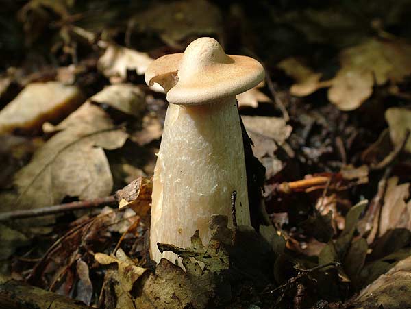 clitocybe geotropa