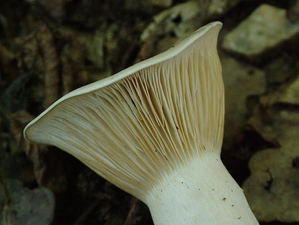 clitocybe geotropa